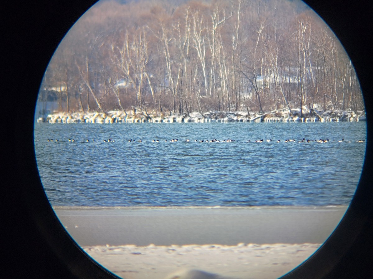 Common Merganser - ML646250969