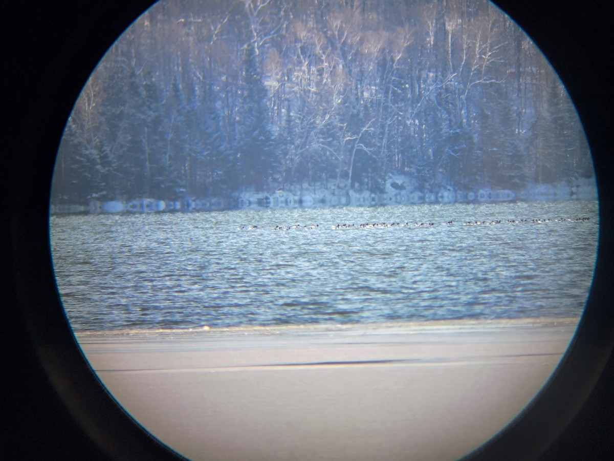 Common Merganser - ML646250970