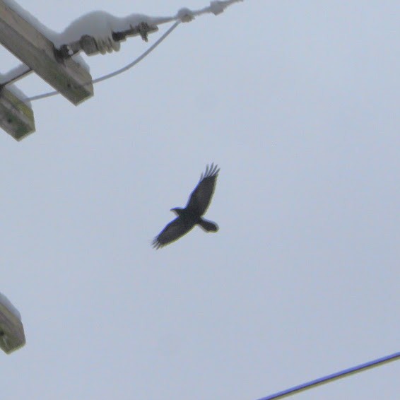 Common Raven - ML646250975