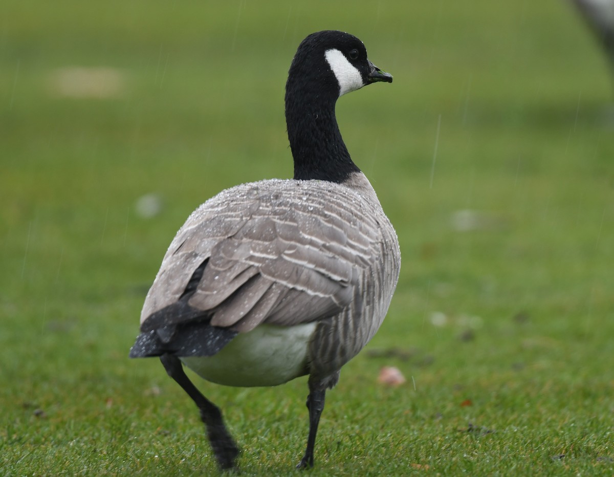 シジュウカラガン - ML646250976