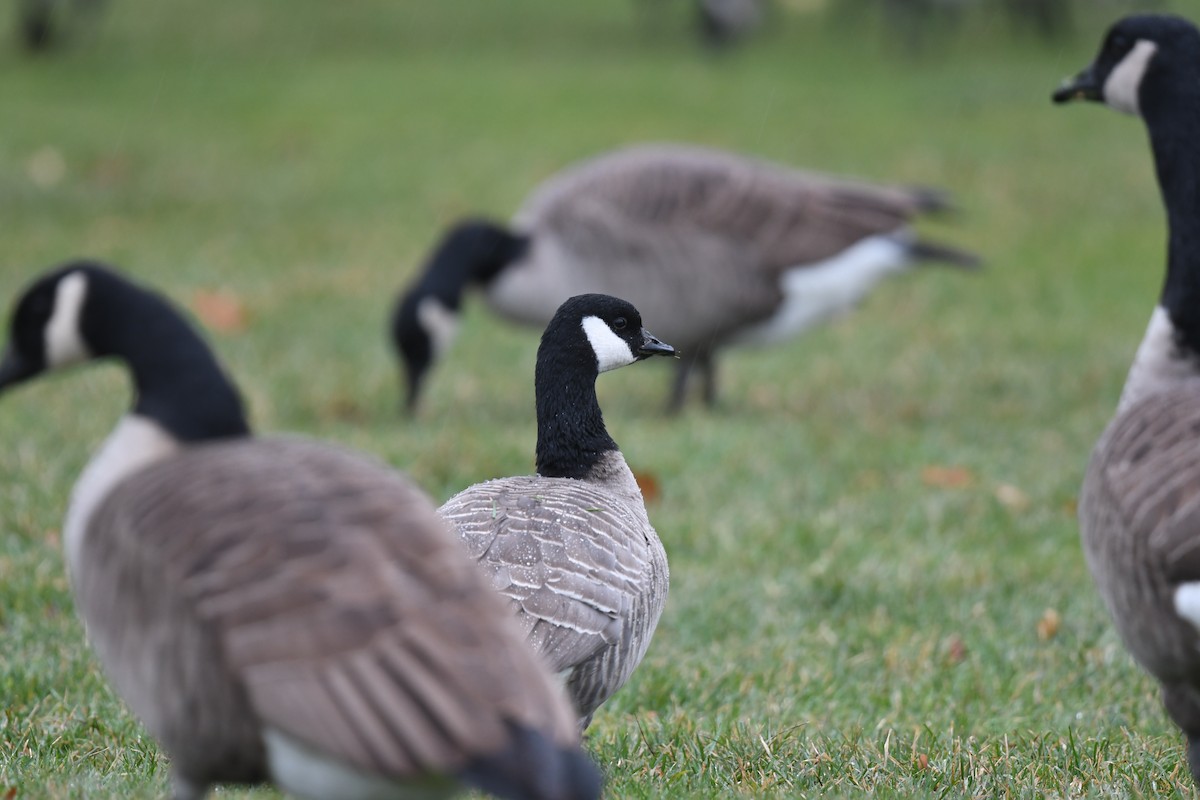 シジュウカラガン - ML646250977