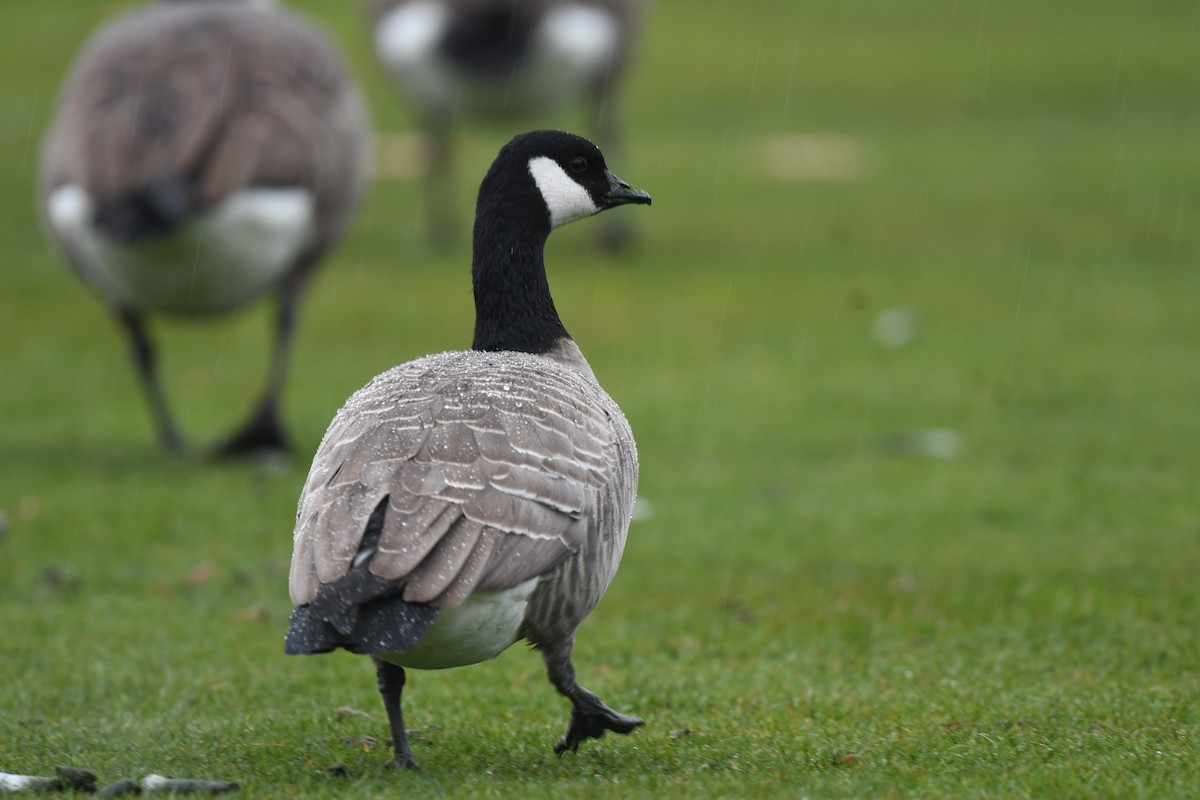 シジュウカラガン - ML646250978