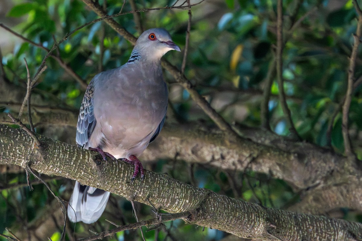 Oriental Turtle-Dove - ML646250983