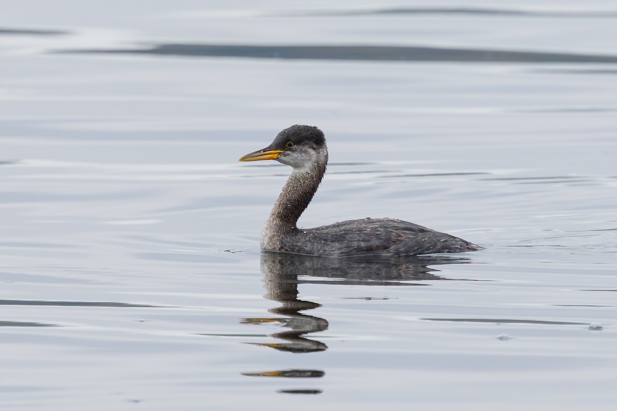 Somormujo Cuellirrojo - ML646250987