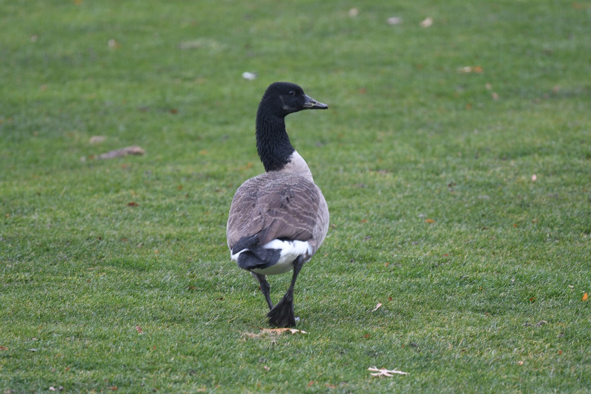 カナダガン - ML646250990