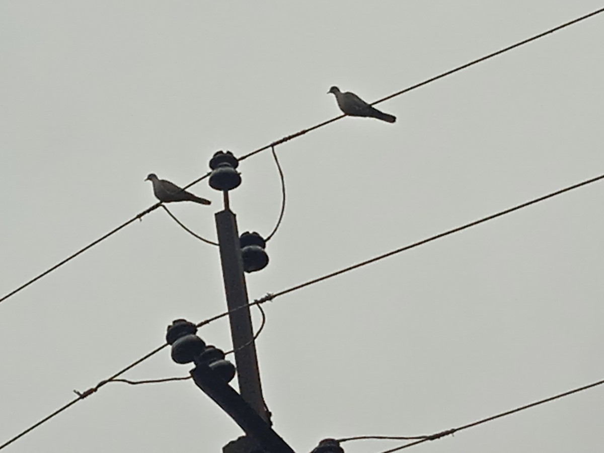 Eurasian Collared-Dove - ML646250993