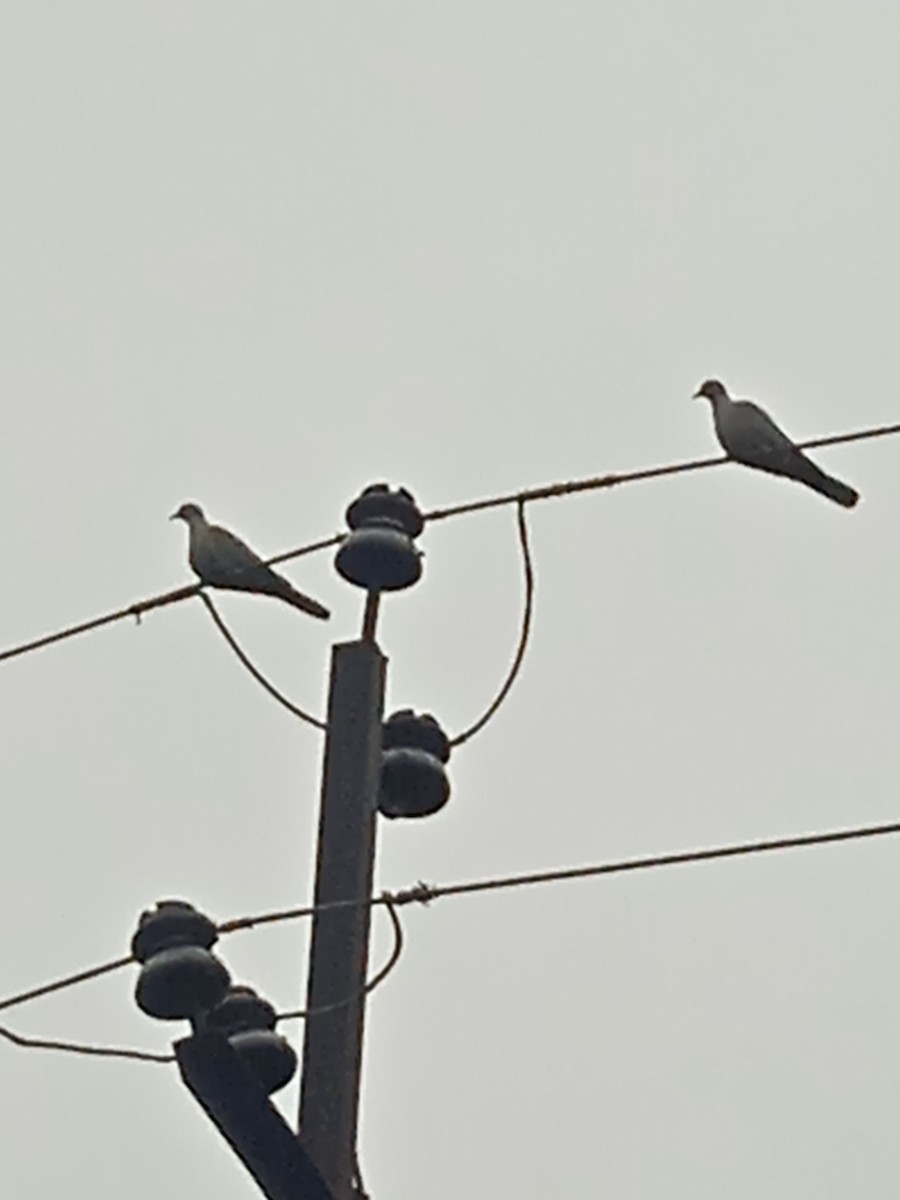 Eurasian Collared-Dove - ML646250994