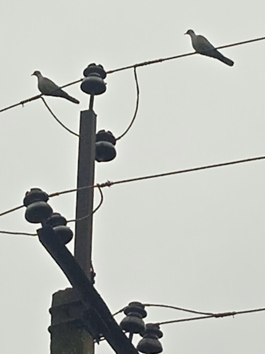 Eurasian Collared-Dove - ML646250995