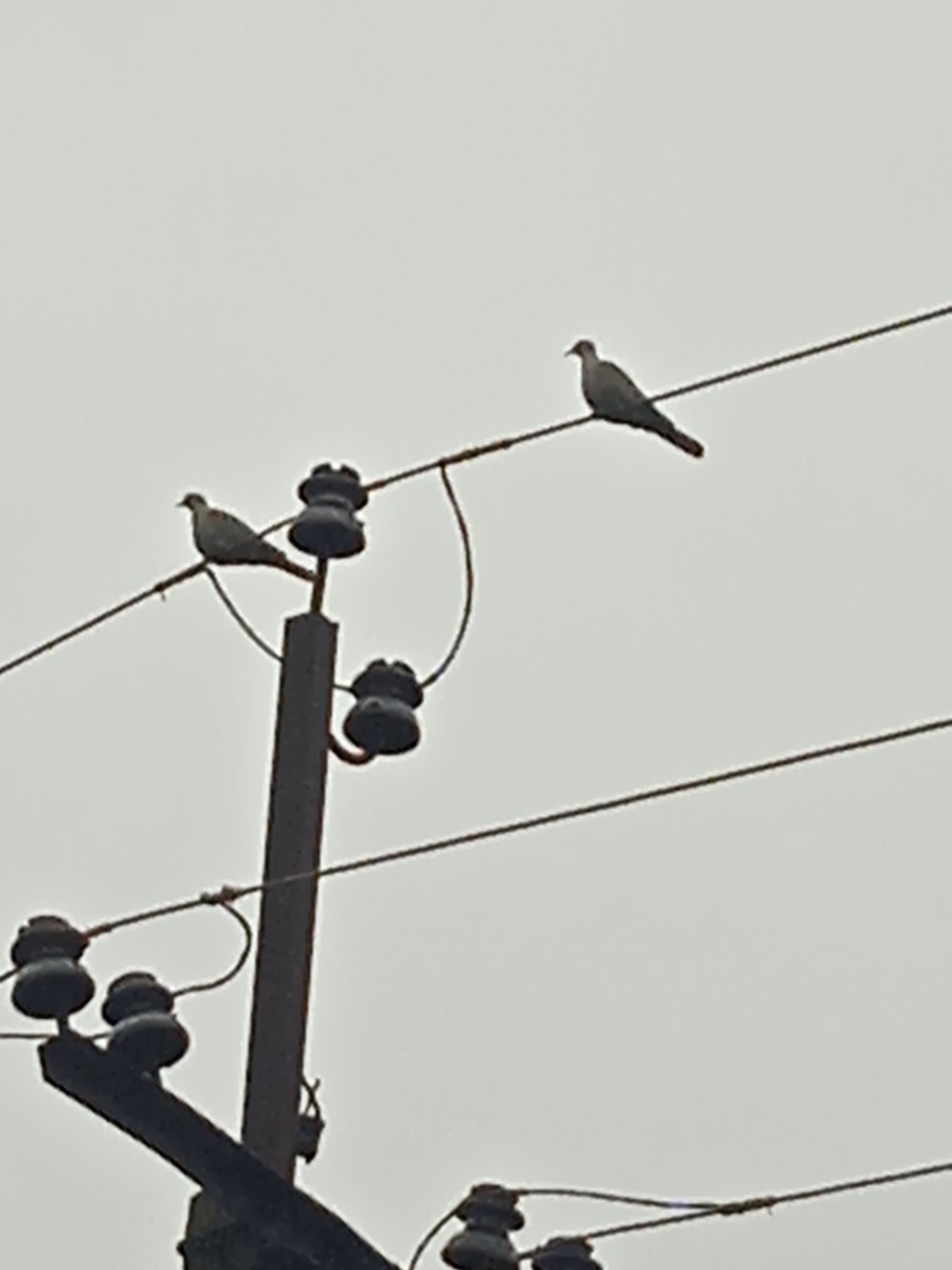 Eurasian Collared-Dove - ML646250997