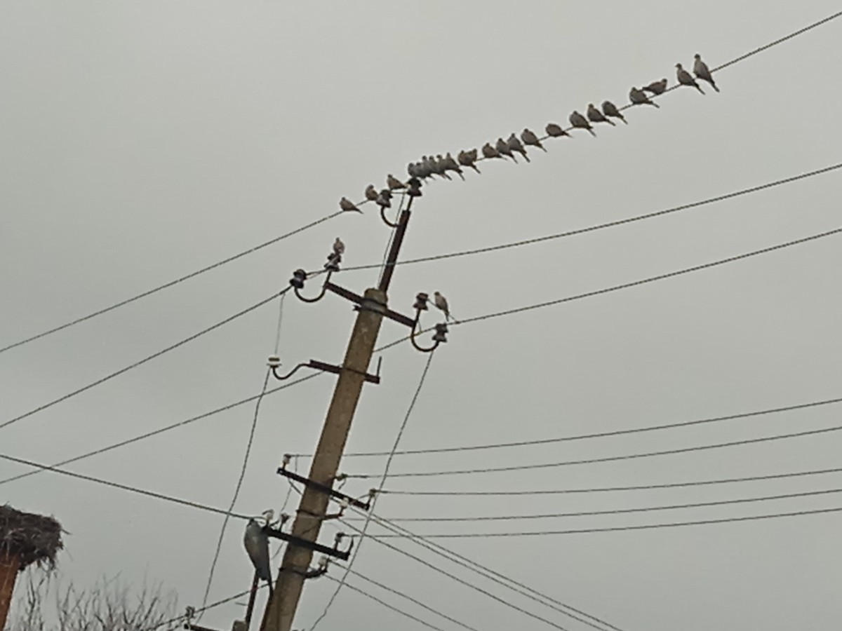 Eurasian Collared-Dove - ML646250998