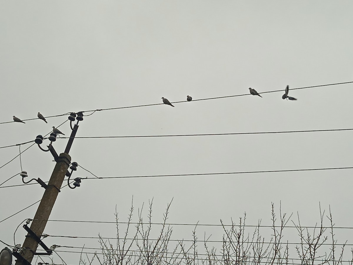 Eurasian Collared-Dove - ML646251000