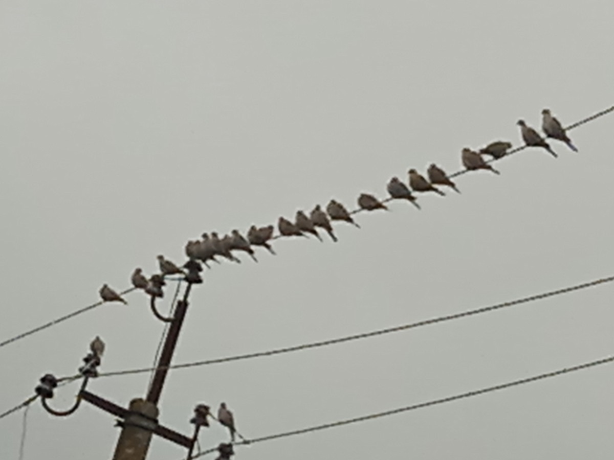 Eurasian Collared-Dove - ML646251001