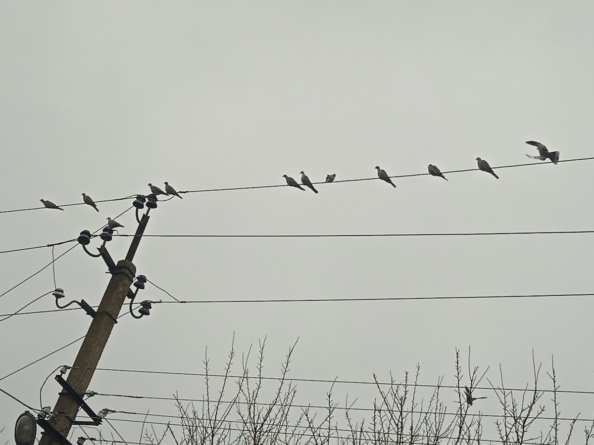 Eurasian Collared-Dove - ML646251002