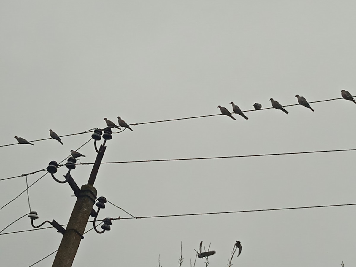 Eurasian Collared-Dove - ML646251003