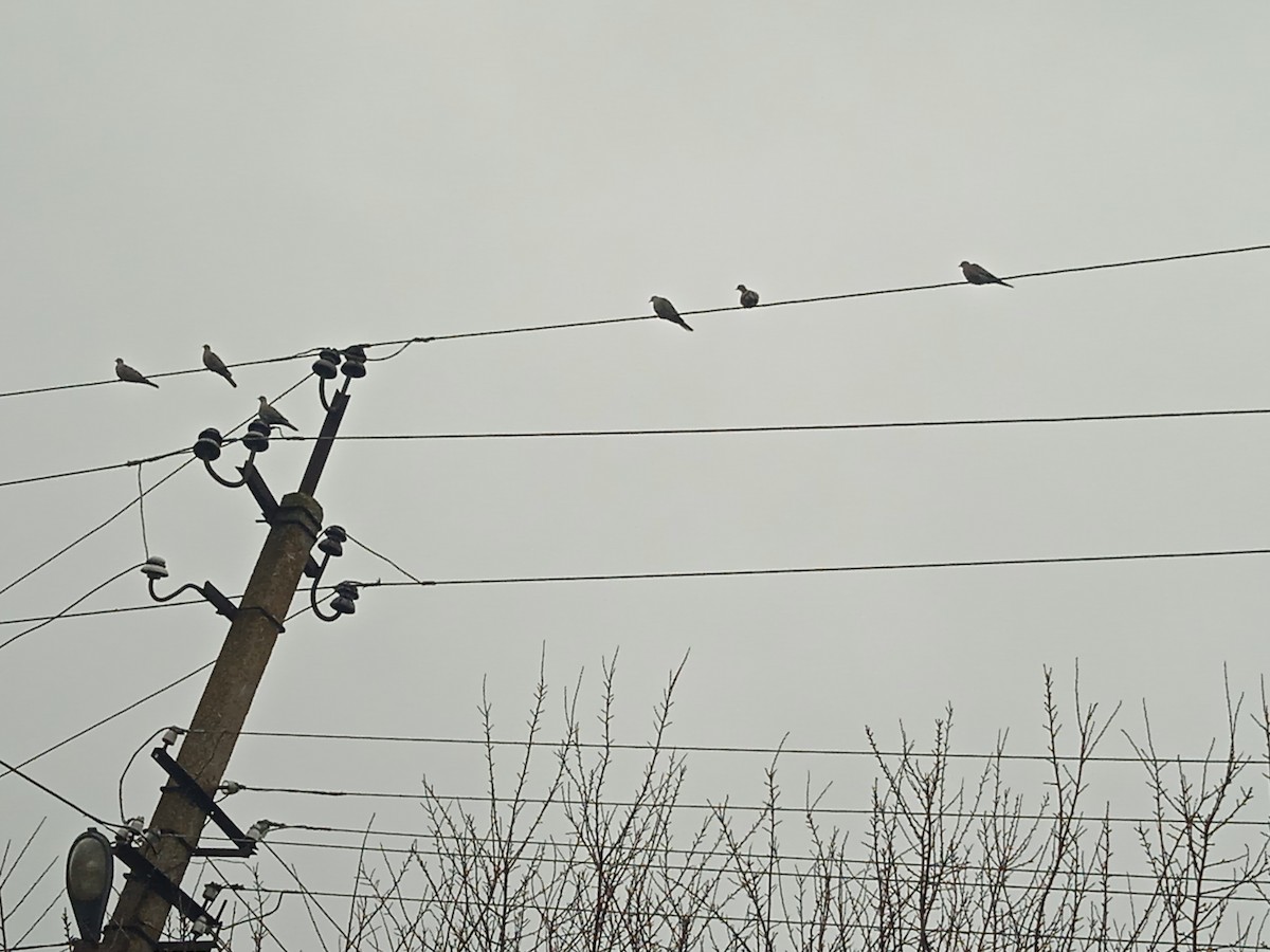 Eurasian Collared-Dove - ML646251004