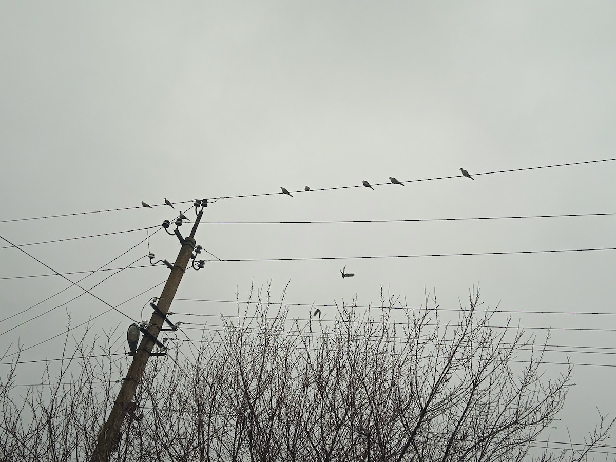 Eurasian Collared-Dove - ML646251005