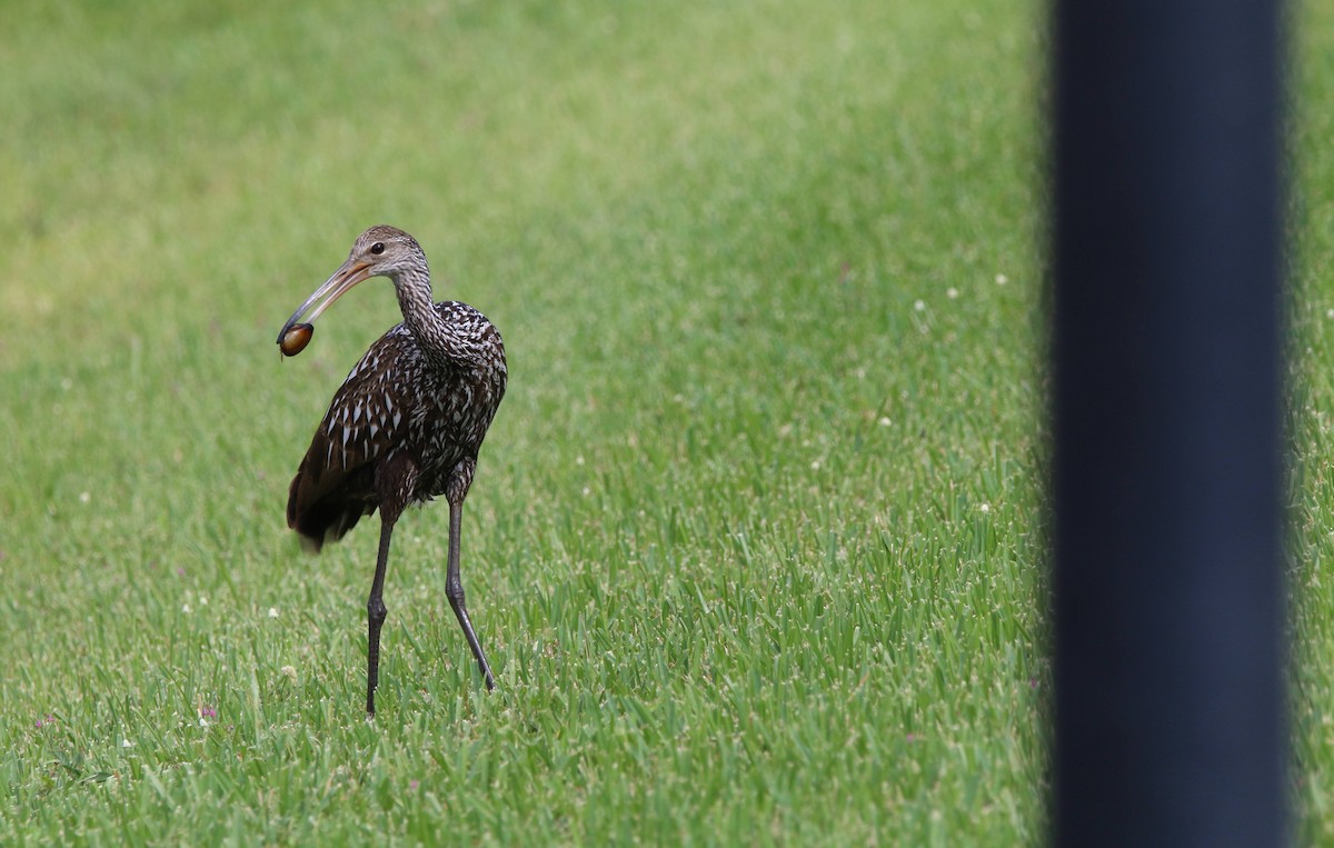 Limpkin - ML646251008