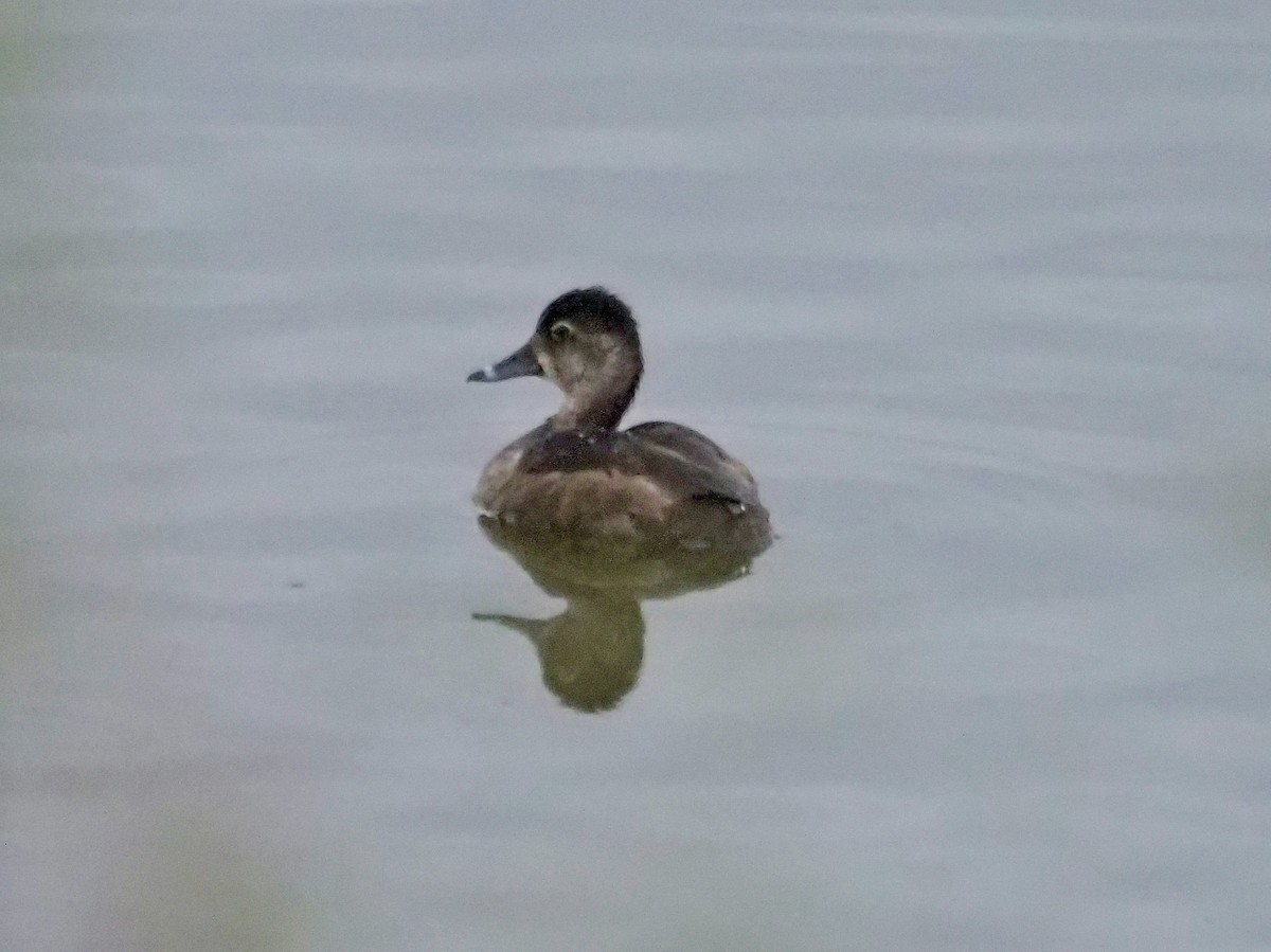 Ringschnabelente - ML646251012