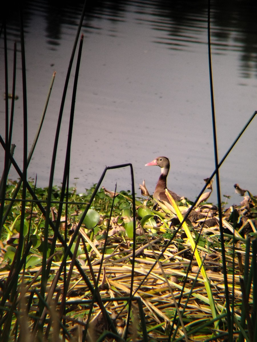 Black-bellied Whistling-Duck - ML646251018