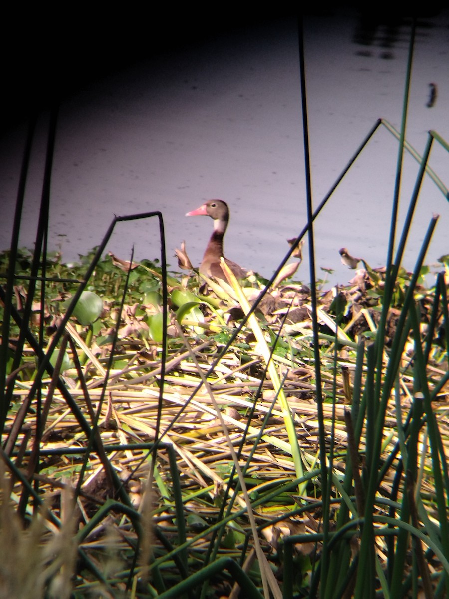 Black-bellied Whistling-Duck - ML646251019