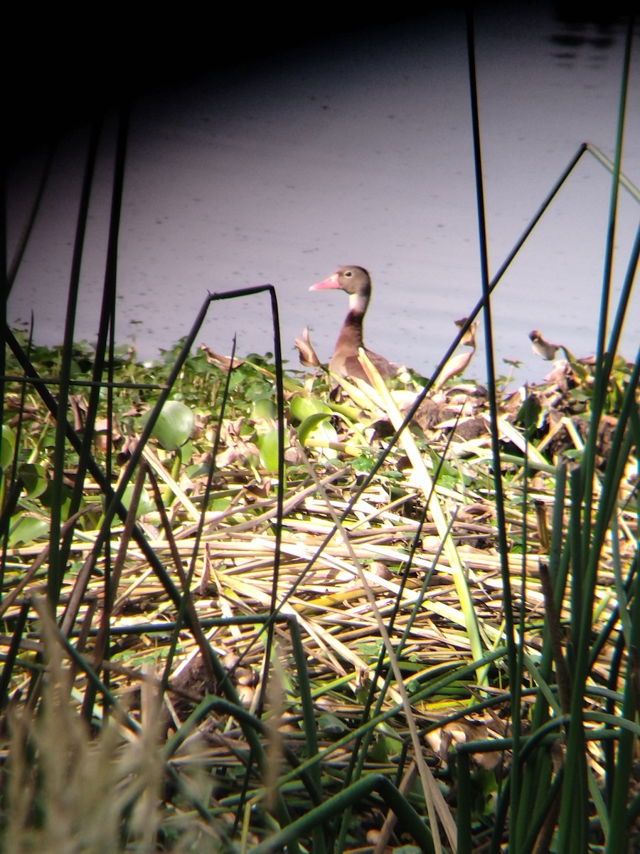 Black-bellied Whistling-Duck - ML646251020