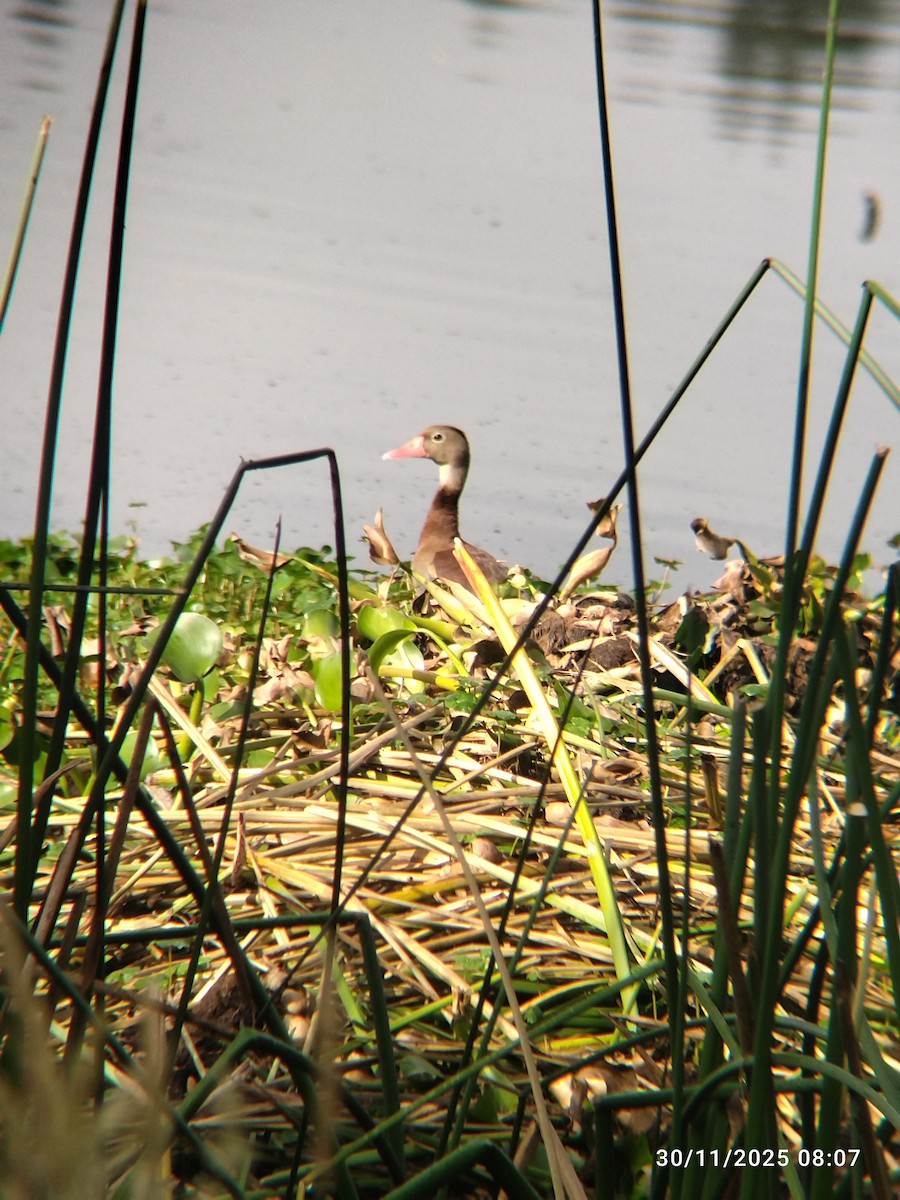 Black-bellied Whistling-Duck - ML646251021