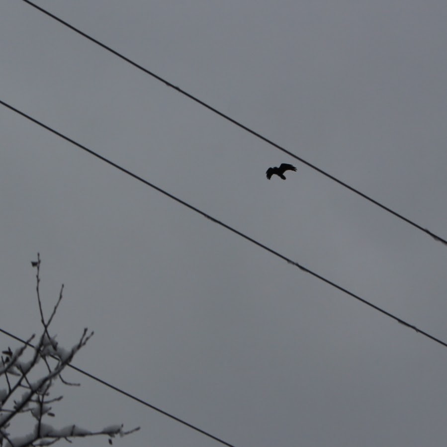 Common Raven - ML646251038