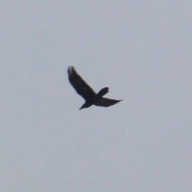 Common Raven - ML646251039