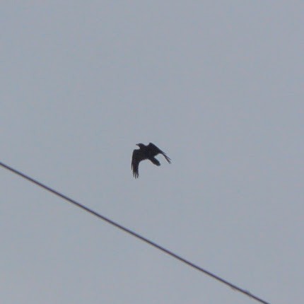 Common Raven - ML646251040