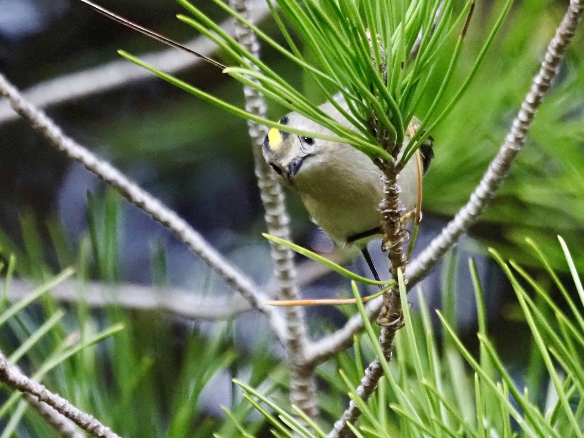 Wintergoldhähnchen - ML646251041