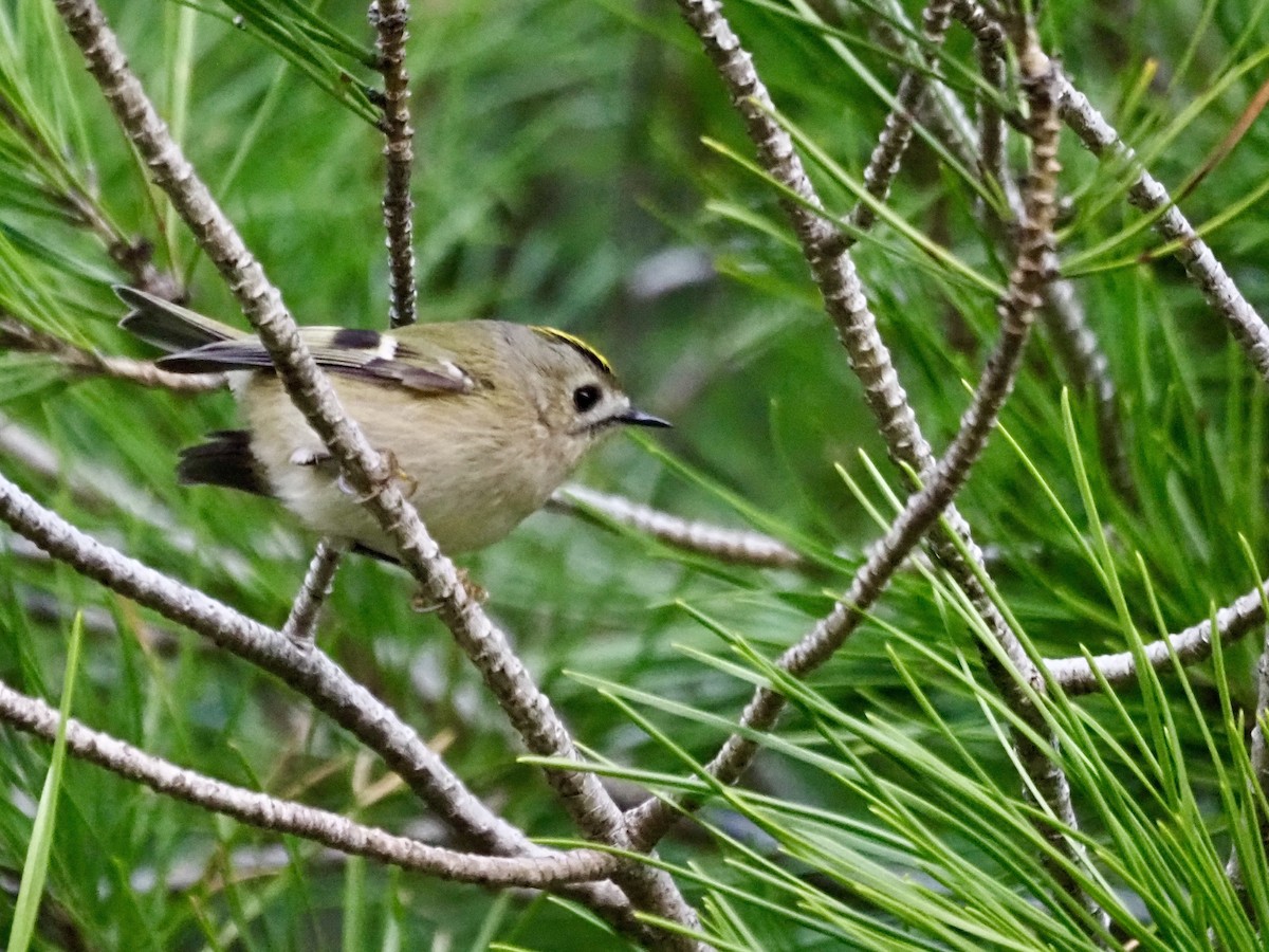 Wintergoldhähnchen - ML646251042