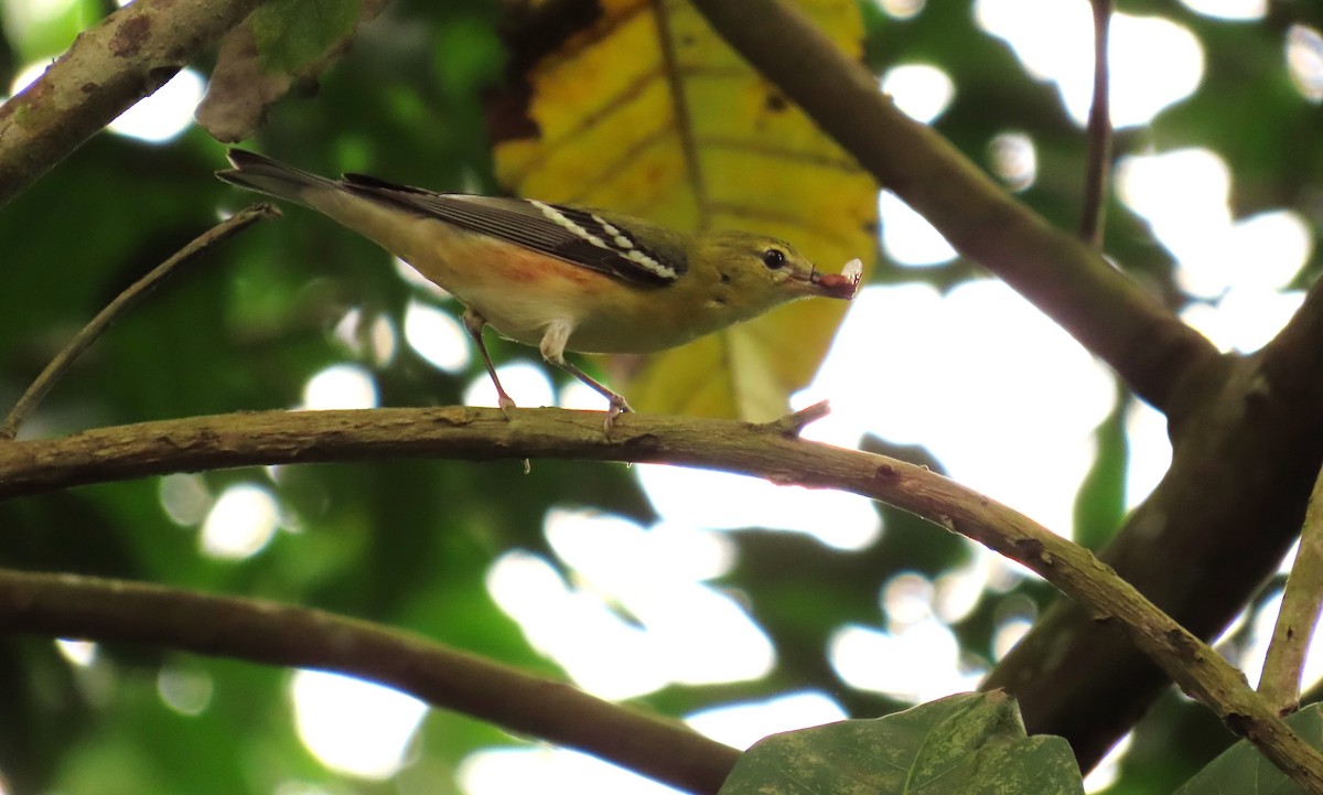 Kestane Gerdanlı Ötleğen - ML646251044