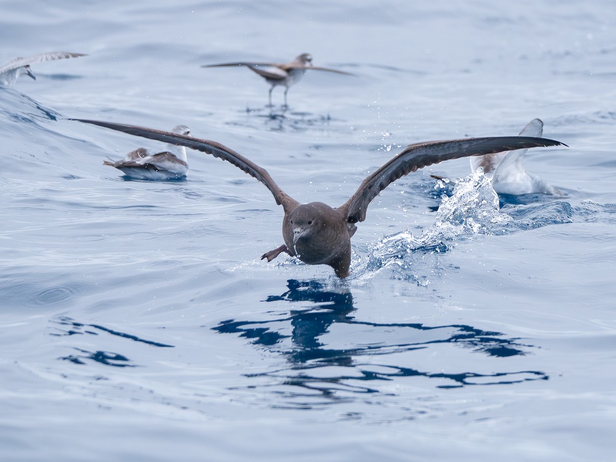 Short-tailed Shearwater - ML646251048