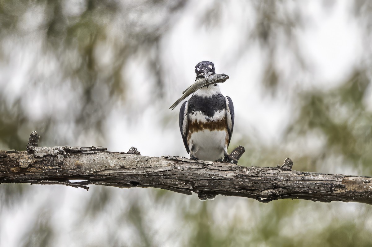 Belted Kingfisher - ML646251055