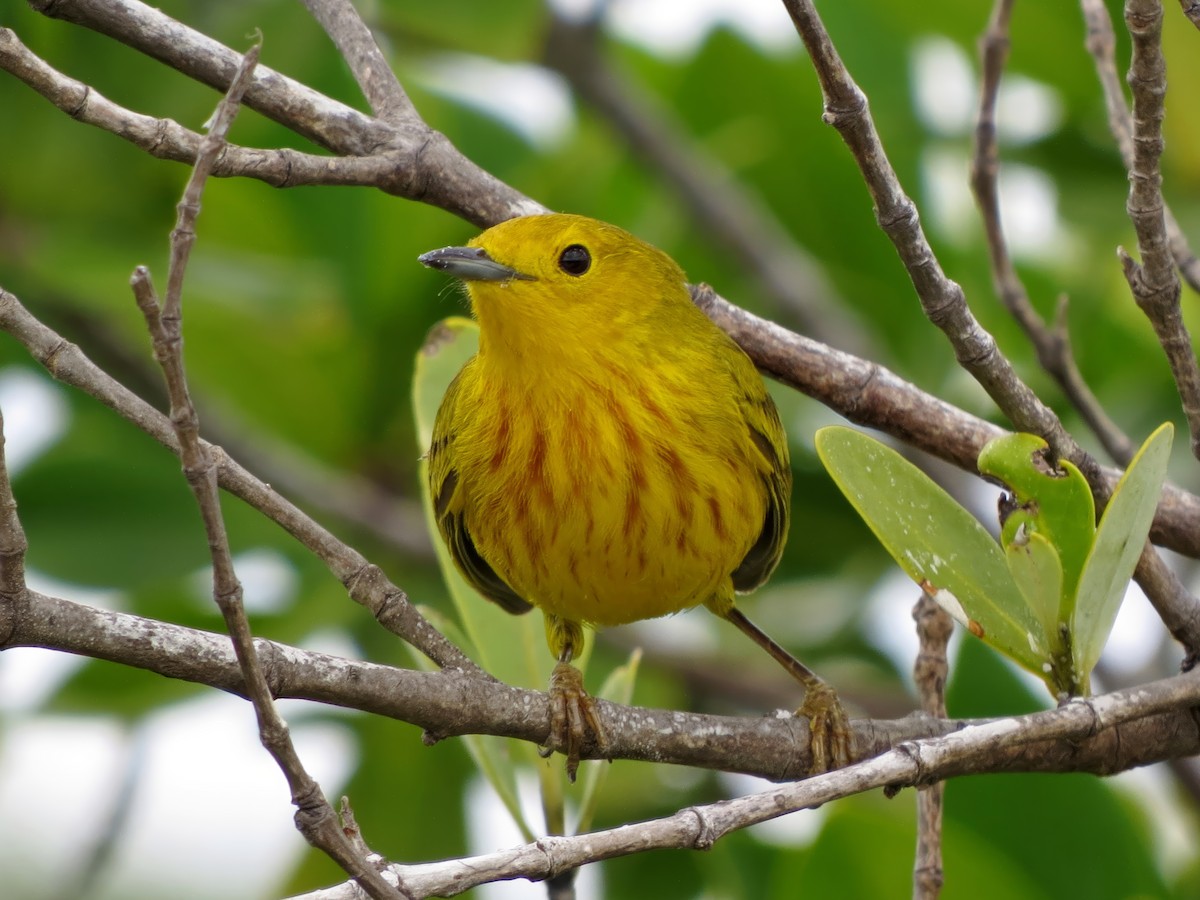 Mangrove Yellow Warbler - ML646251056