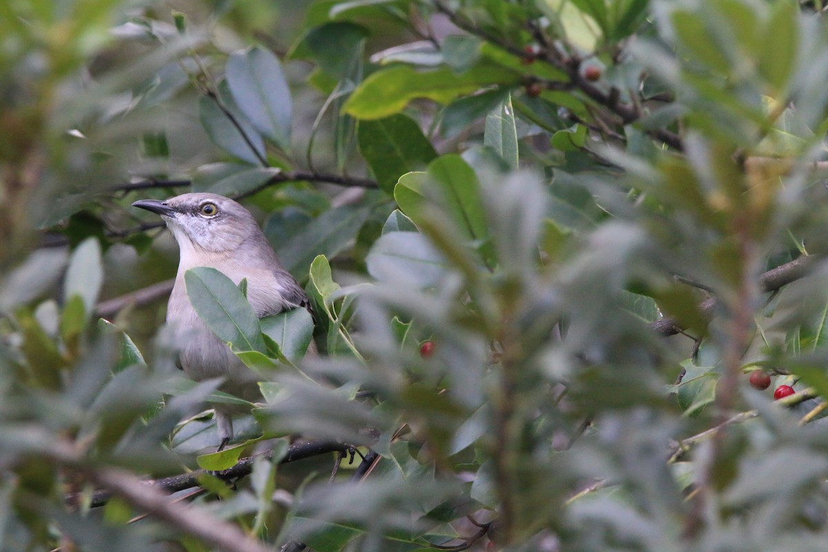 Northern Mockingbird - ML646251064