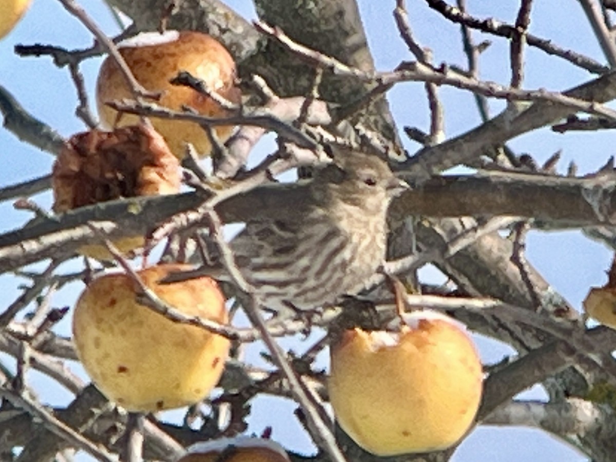 House Finch - ML646251066