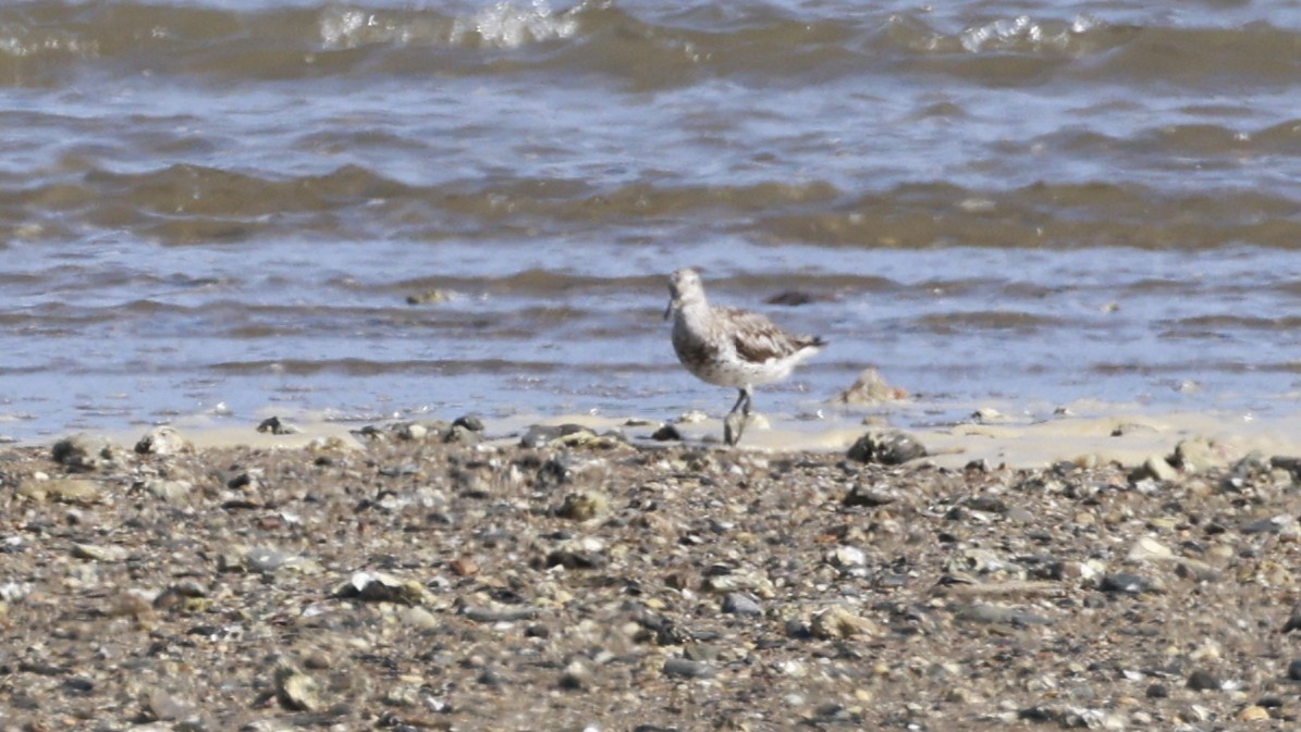 Great Knot - ML646251068