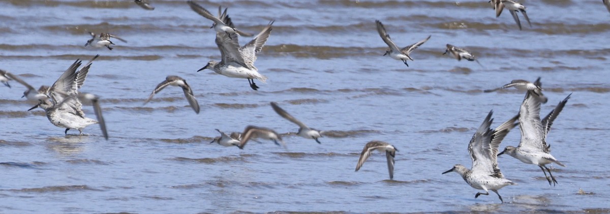 Great Knot - ML646251070