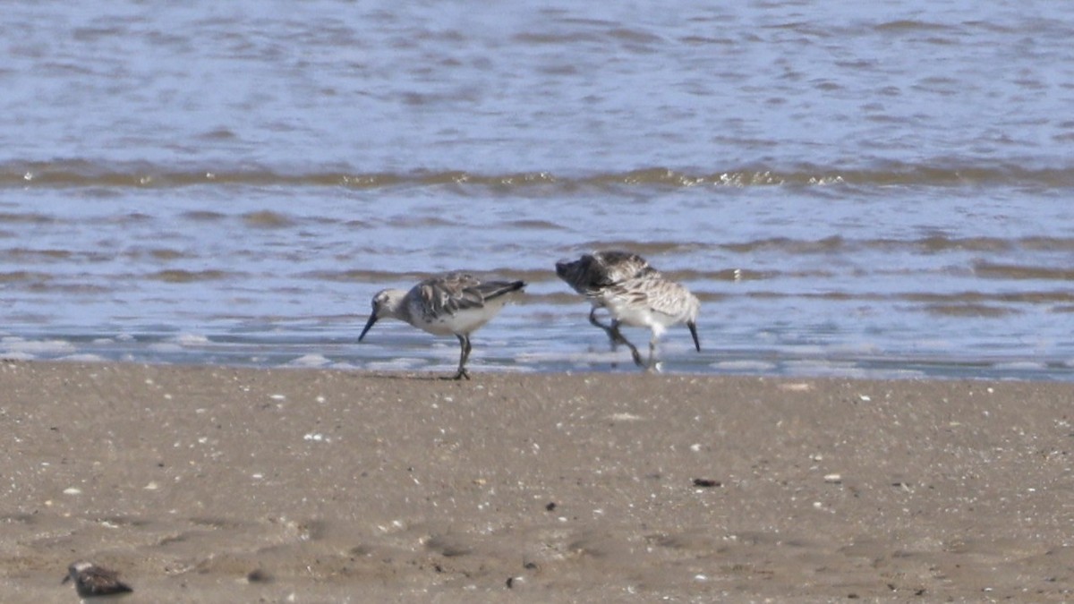 Great Knot - ML646251071