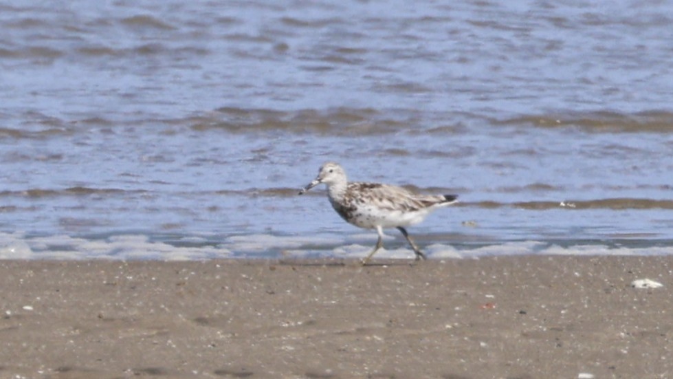 Great Knot - ML646251072