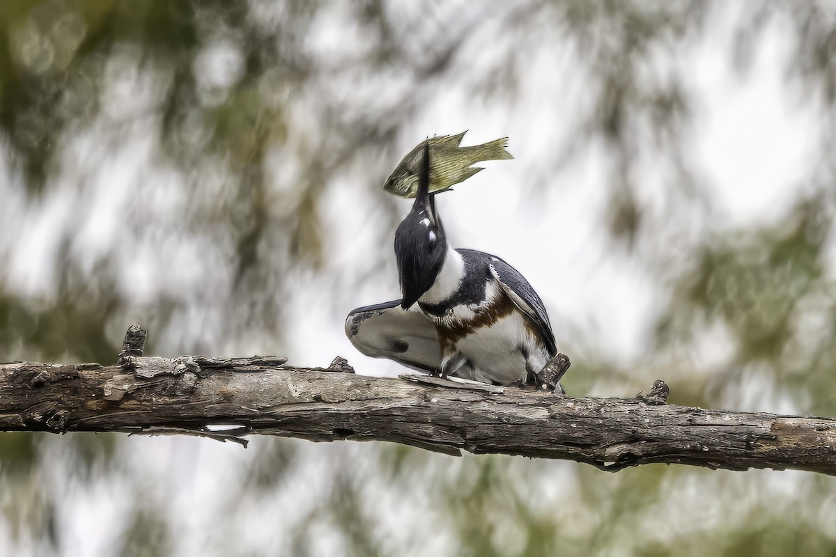 Belted Kingfisher - ML646251074