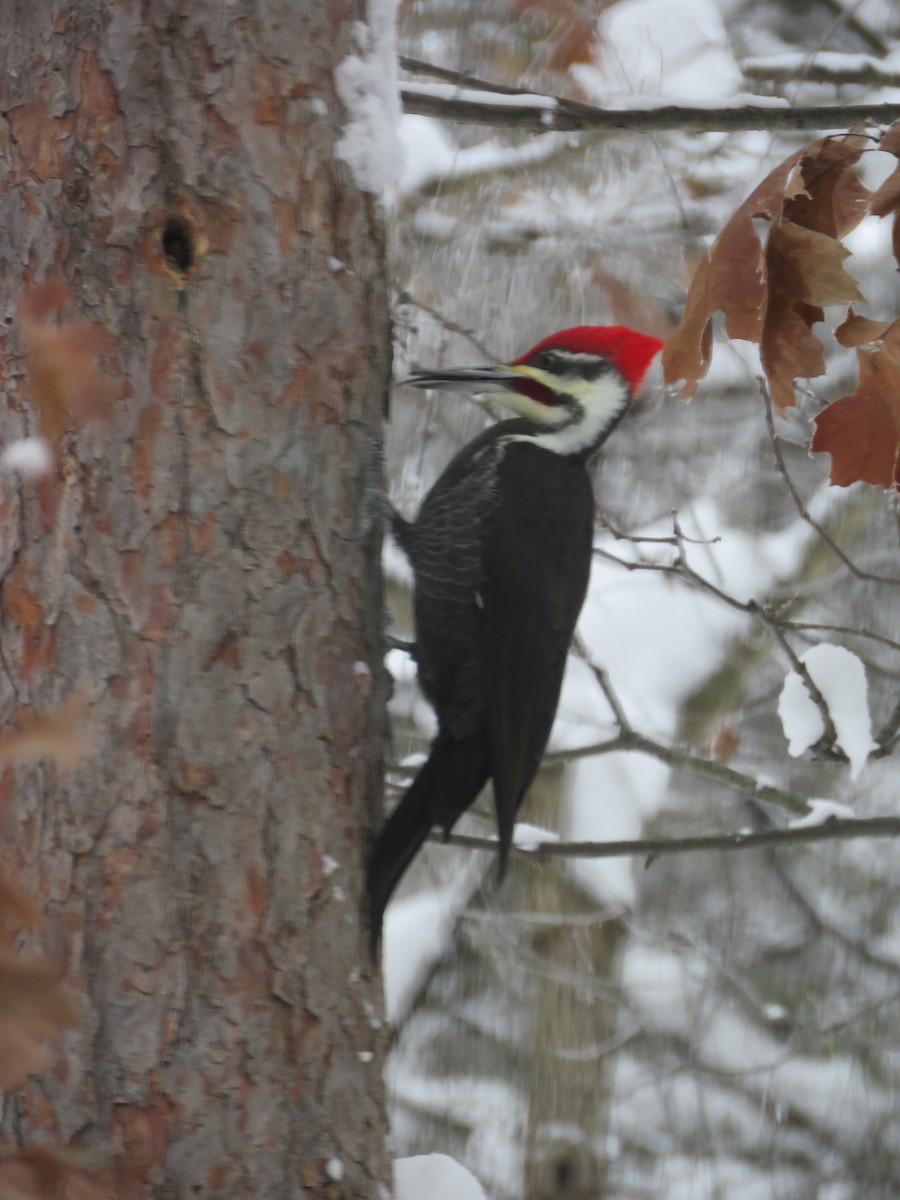 Pileated Woodpecker - ML646251075
