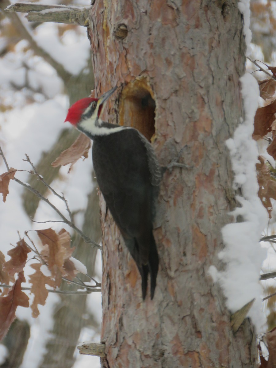Pileated Woodpecker - ML646251076