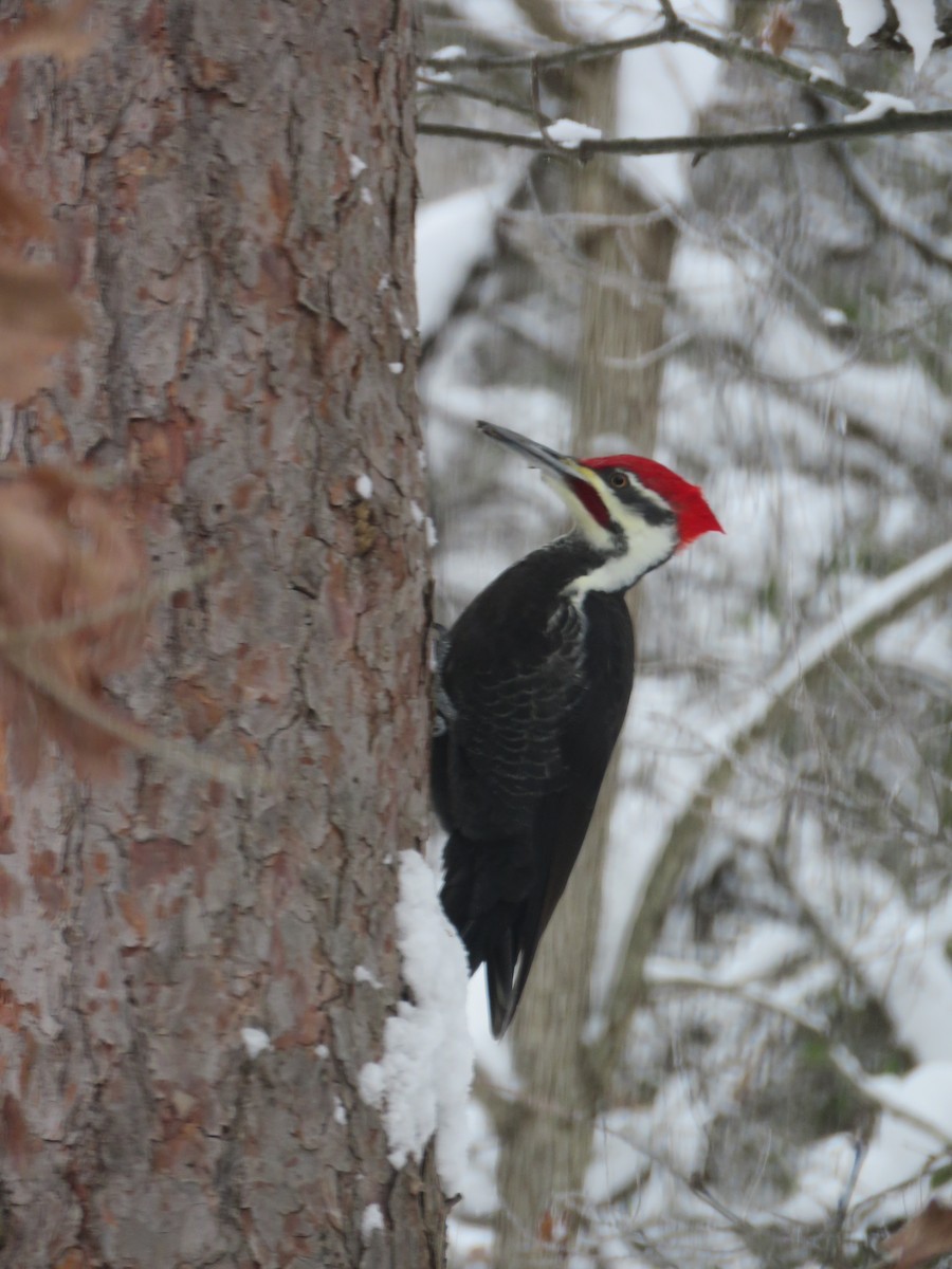 Pileated Woodpecker - ML646251077