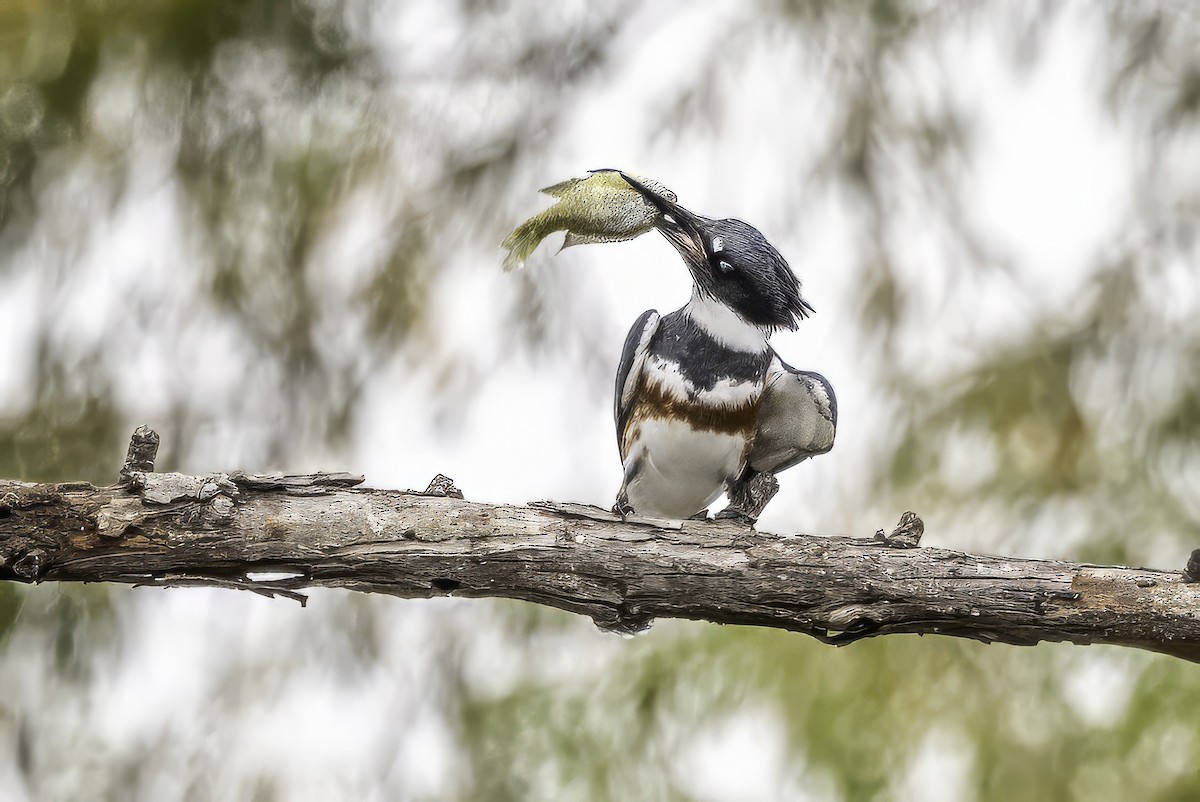 Belted Kingfisher - ML646251079