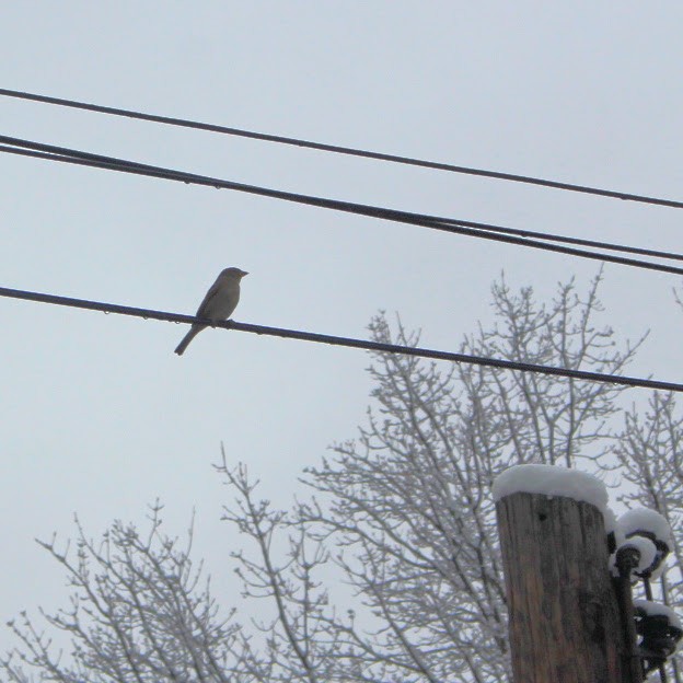 House Sparrow - ML646251081