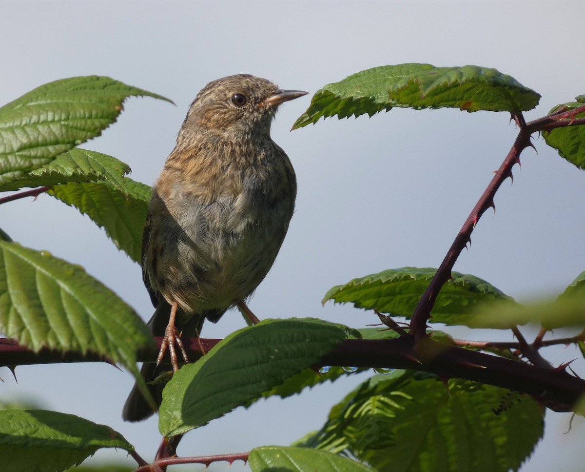 Dunnock - ML646251082