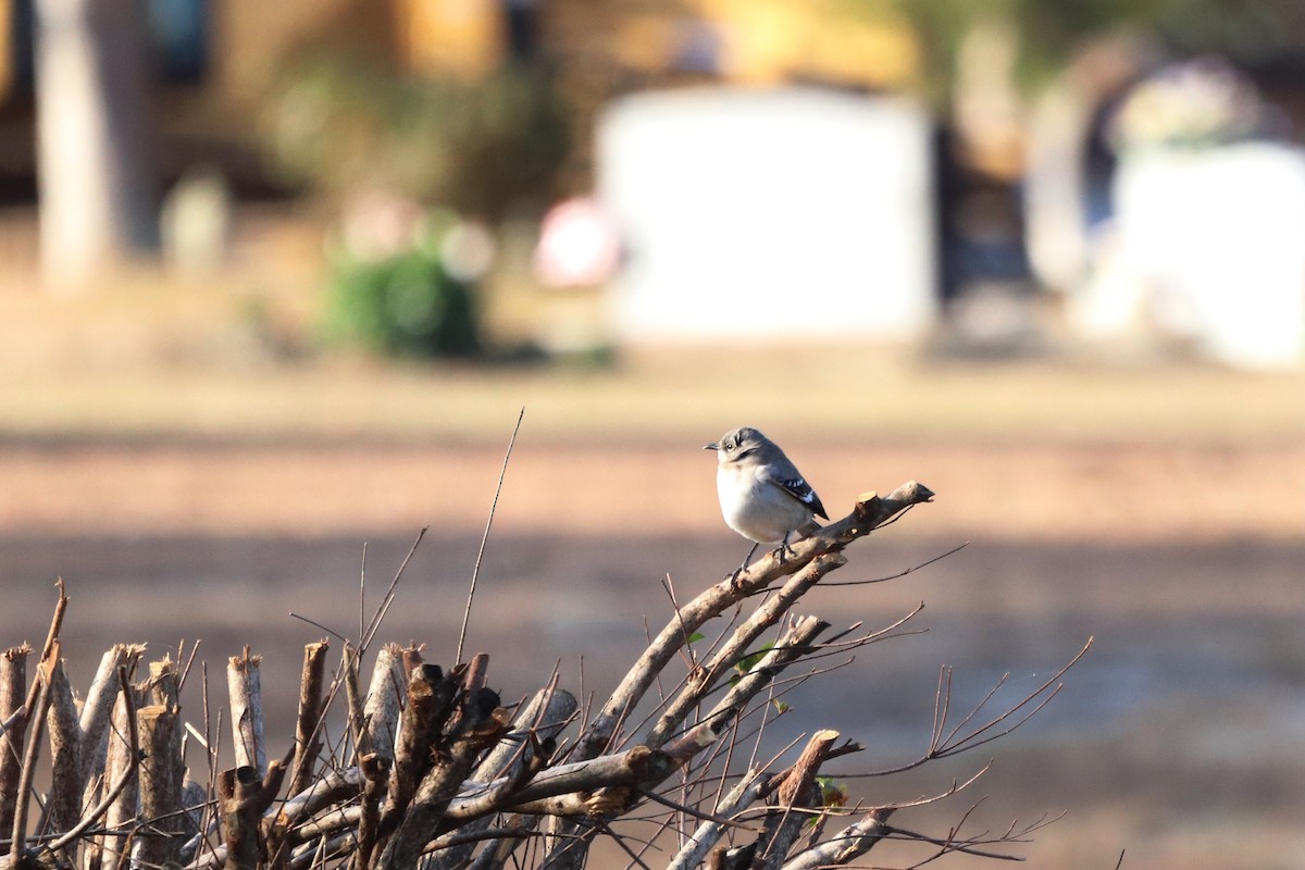 Northern Mockingbird - ML646251083