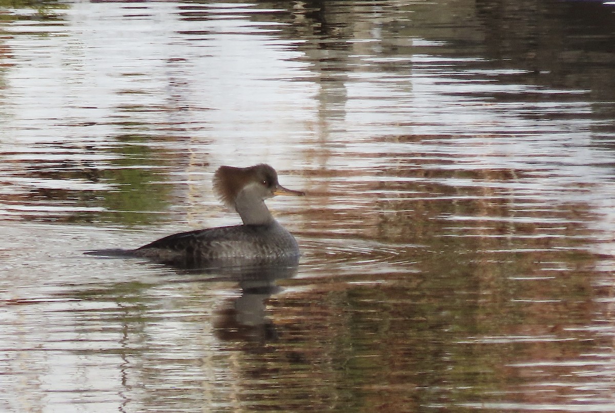 Hooded Merganser - ML646251086